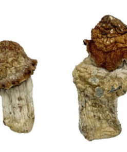 Tidal Wave Magic Mushrooms