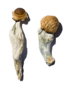 Trans Envy Magic Mushrooms