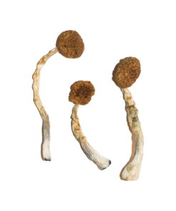 Treasure Coast Mushrooms