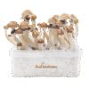Magic Mushroom Grow Kit Mckennaii Xp By Freshmushrooms®